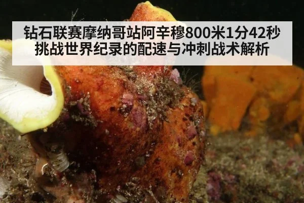 钻石联赛摩纳哥站阿辛穆800米1分42秒 挑战世界纪录的配速与冲刺战术解析